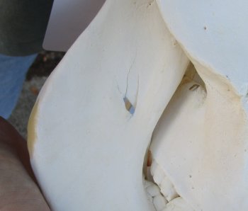 B-Grade 12" African Warthog Skull with 4" and 5" Ivory tusks - $70