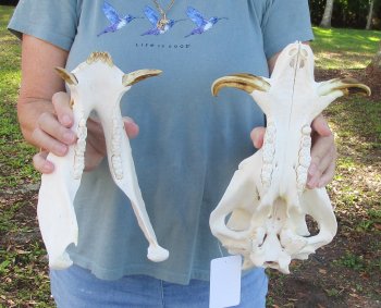 B-Grade 12" African Warthog Skull with 4" and 5" Ivory tusks - $70