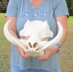 Genuine African Warthog Skull (15") - $195