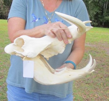 Genuine African Warthog Skull (15") - $195