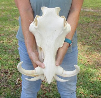 Genuine African Warthog Skull (15") - $195
