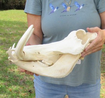 Genuine African Warthog Skull (15") - $195