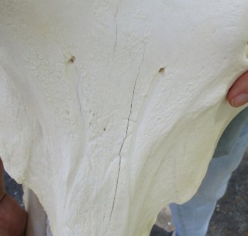 Genuine African Warthog Skull (15") - $195