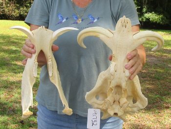 Genuine African Warthog Skull (15") - $195