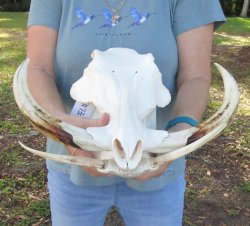 Genuine African Warthog Skull (15") - $195