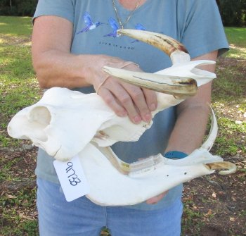 Genuine African Warthog Skull (15") - $195