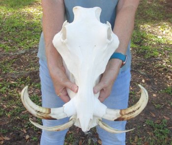 Genuine African Warthog Skull (15") - $195