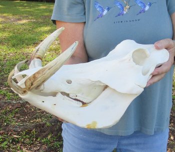 Genuine African Warthog Skull (15") - $195