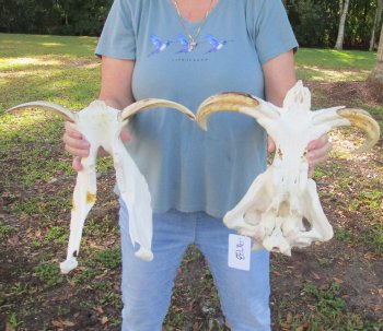 Genuine African Warthog Skull (15") - $195