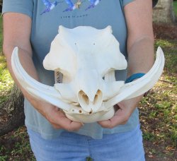 Genuine African Warthog Skull (14") - $185