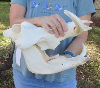 Genuine African Warthog Skull (14") - $185