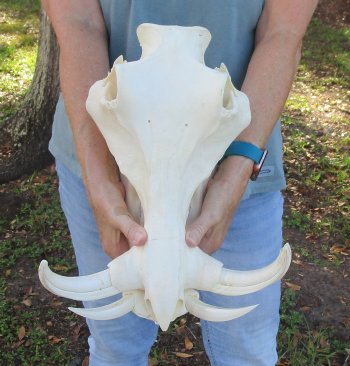 Genuine African Warthog Skull (14") - $185