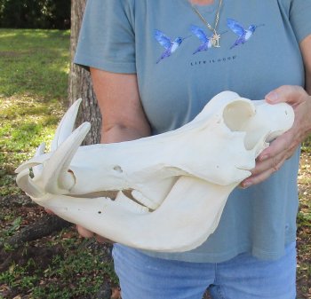Genuine African Warthog Skull (14") - $185
