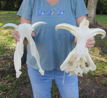 Genuine African Warthog Skull (14") - $185