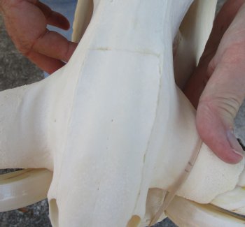 Genuine African Warthog Skull (14") - $185