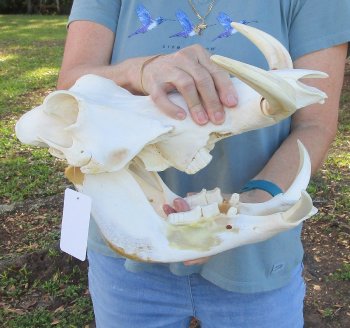 Genuine African Warthog Skull (14") - $185