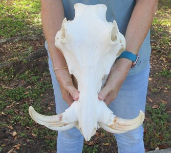 Genuine African Warthog Skull (14") - $185