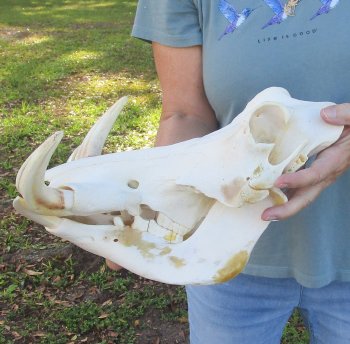 Genuine African Warthog Skull (14") - $185