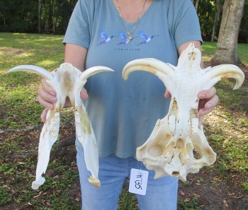 Genuine African Warthog Skull (14") - $185
