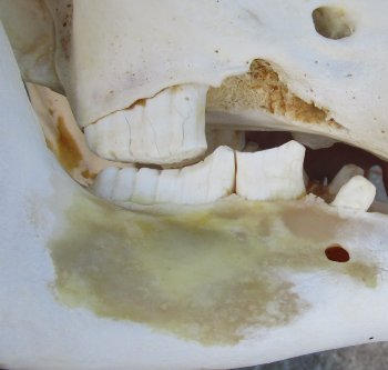 Genuine African Warthog Skull (14") - $185