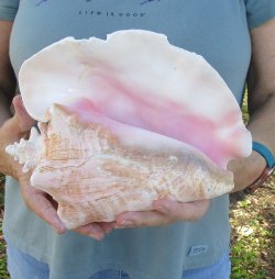 For sale 9" Huge Pink Conch Shell - $20