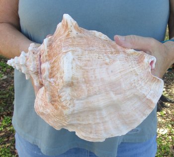 For sale 9" Huge Pink Conch Shell - $20