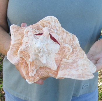 For sale 9" Huge Pink Conch Shell - $20