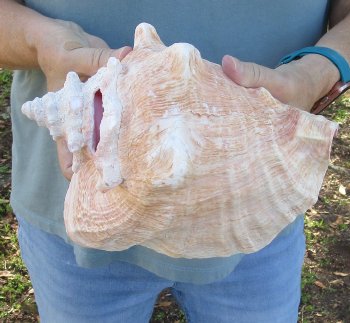For sale 9" Huge Pink Conch Shell - $20