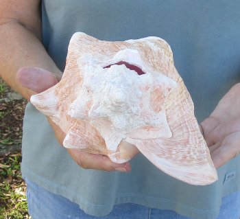For sale 9" Huge Pink Conch Shell - $20