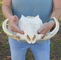 Craft Grade 14" African Warthog Top Skull Only 9" Ivory Tusks - $80