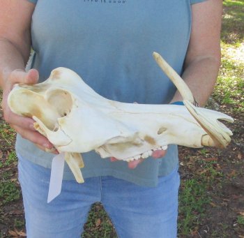 Craft Grade 14" African Warthog Top Skull Only 9" Ivory Tusks - $80