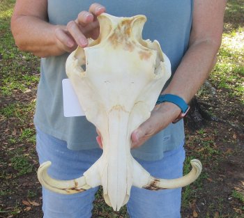 Craft Grade 14" African Warthog Top Skull Only 9" Ivory Tusks - $80