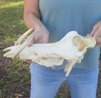 Craft Grade 14" African Warthog Top Skull Only 9" Ivory Tusks - $80