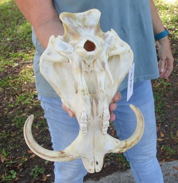 Craft Grade 14" African Warthog Top Skull Only 9" Ivory Tusks - $80