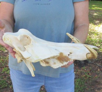 Craft Grade 15" African Warthog Top Skull Only 8" Ivory Tusks - $75