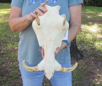 Craft Grade 15" African Warthog Top Skull Only 8" Ivory Tusks - $75