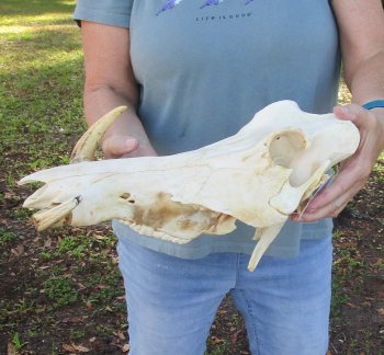 Craft Grade 15" African Warthog Top Skull Only 8" Ivory Tusks - $75
