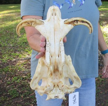 Craft Grade 15" African Warthog Top Skull Only 8" Ivory Tusks - $75