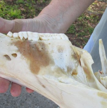 Craft Grade 15" African Warthog Top Skull Only 8" Ivory Tusks - $75