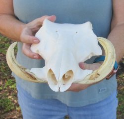 Craft Grade 13" African Warthog Top Skull Only 6" Ivory Tusks - $55