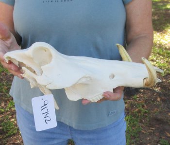 Craft Grade 13" African Warthog Top Skull Only 6" Ivory Tusks - $55