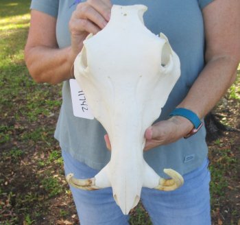 Craft Grade 13" African Warthog Top Skull Only 6" Ivory Tusks - $55