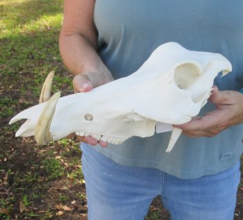 Craft Grade 13" African Warthog Top Skull Only 6" Ivory Tusks - $55