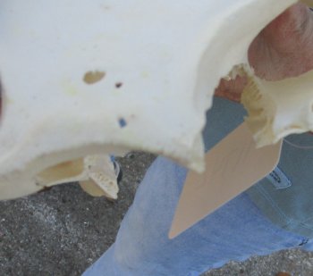 Craft Grade 13" African Warthog Top Skull Only 6" Ivory Tusks - $55