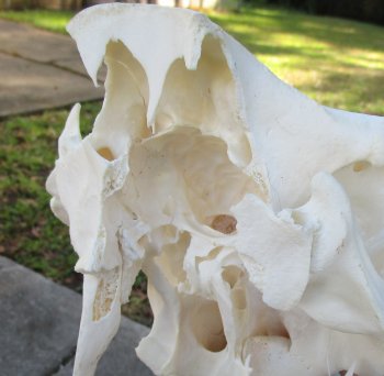 Craft Grade 13" African Warthog Top Skull Only 6" Ivory Tusks - $55