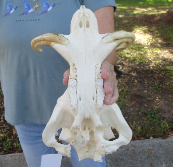 Craft Grade 13" African Warthog Top Skull Only 6" Ivory Tusks - $55