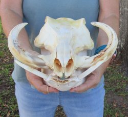 B-Grade African Warthog Skull (14") - $125