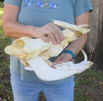 B-Grade African Warthog Skull (14") - $125