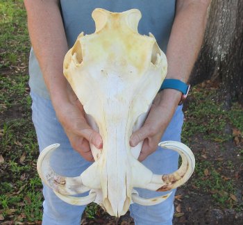 B-Grade African Warthog Skull (14") - $125