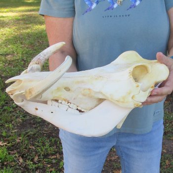 B-Grade African Warthog Skull (14") - $125